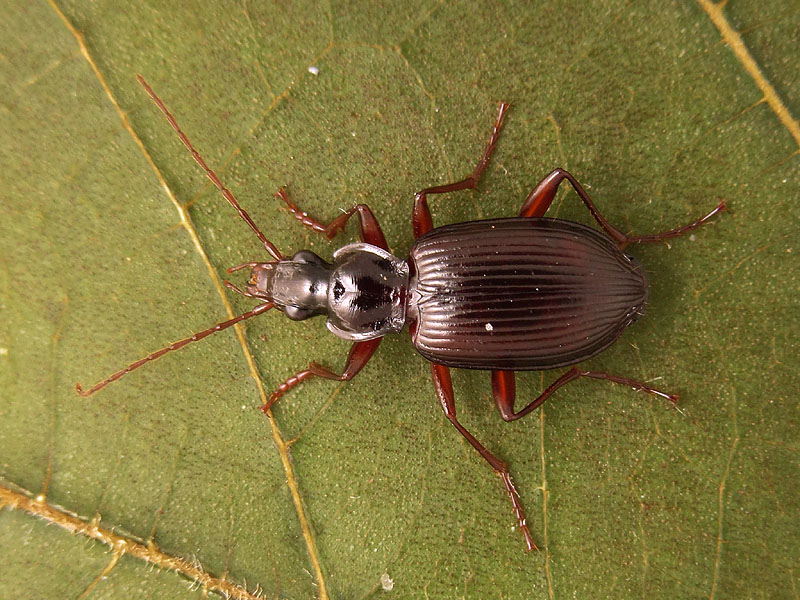 Carabidae: Limodromus assimilis